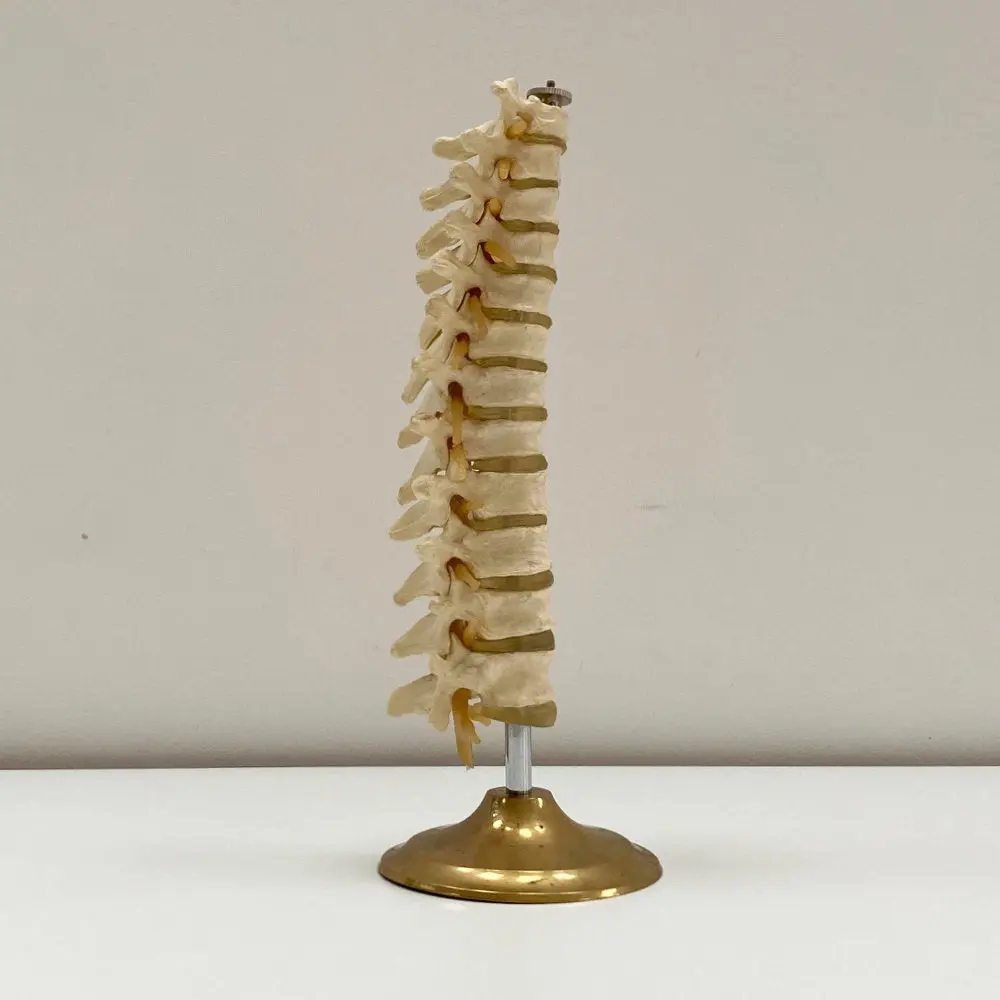 Plastic Anatomical Model Of The Thoracic Vertebrae Of The Human Spine 1