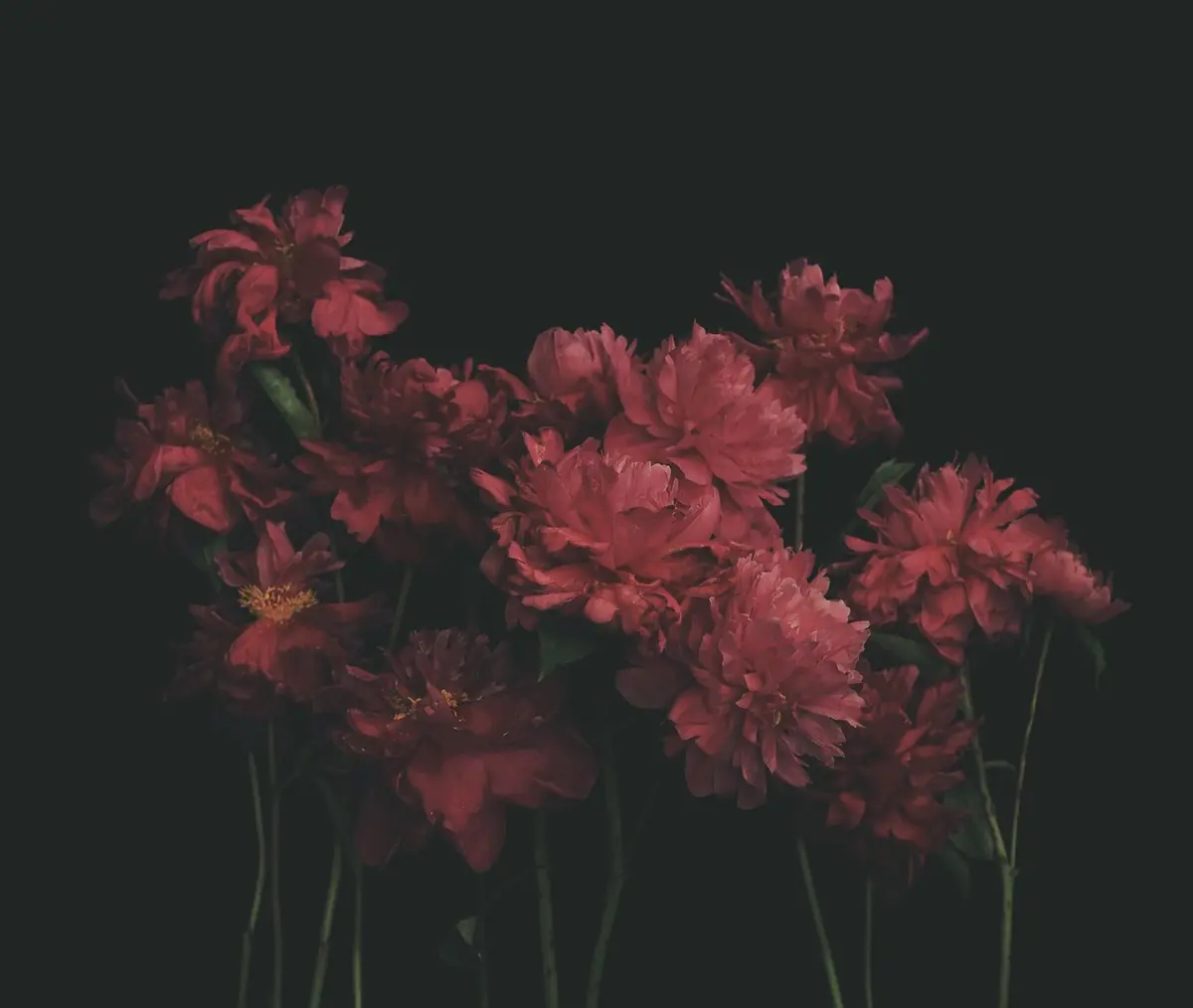 Ariella's Peonies 1