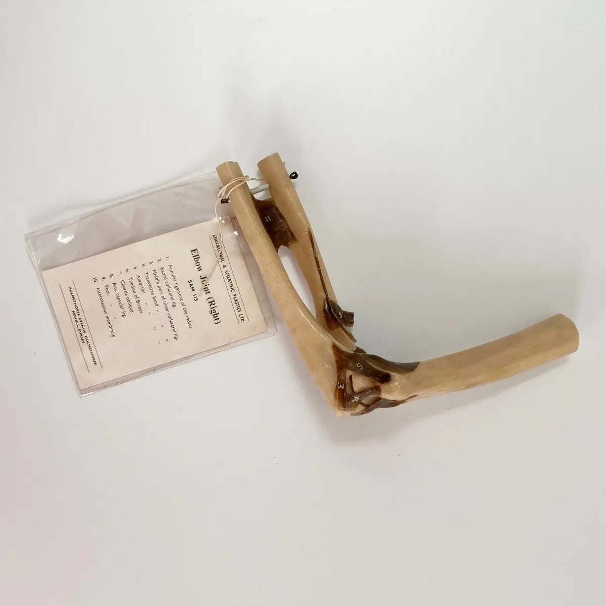 Anatomical Elbow Joint Model By Educational & Scientific Plastics Ltd 1