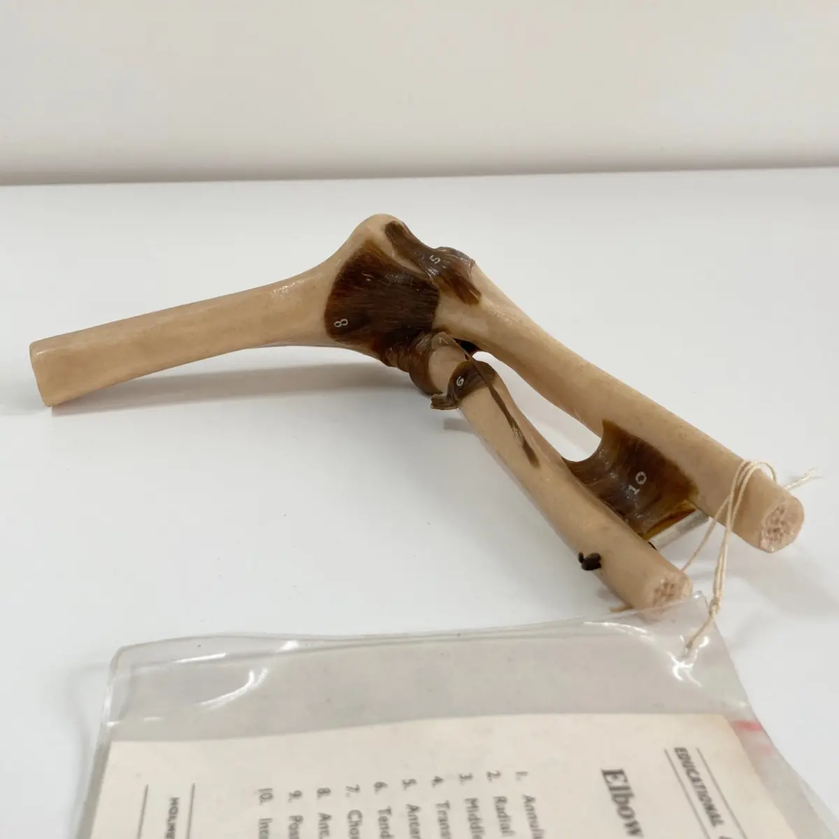 Anatomical Elbow Joint Model By Educational & Scientific Plastics Ltd 2