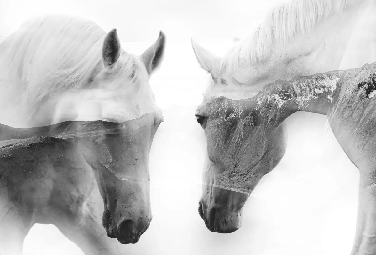 Les Chevaux Blancs 1