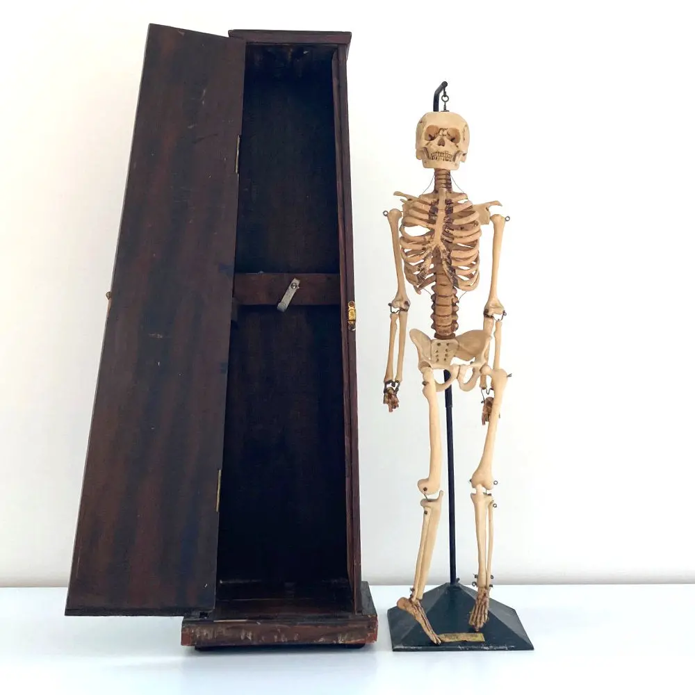Mid Century Table Top Anatomical Skeleton By The Educational & Scientific Plastics Company 1