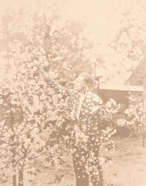 They Still Bloom 1